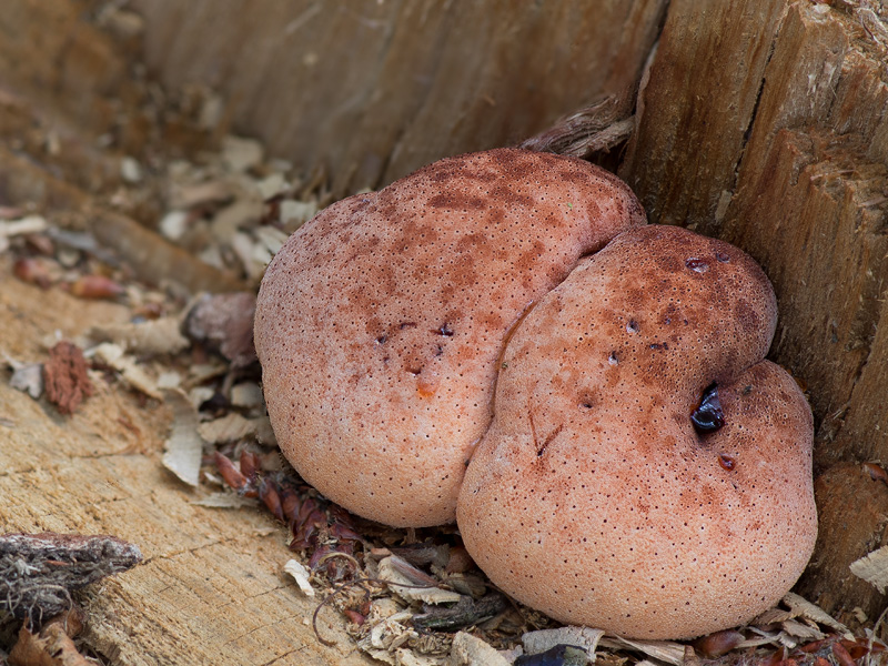 Fistulina hepatica